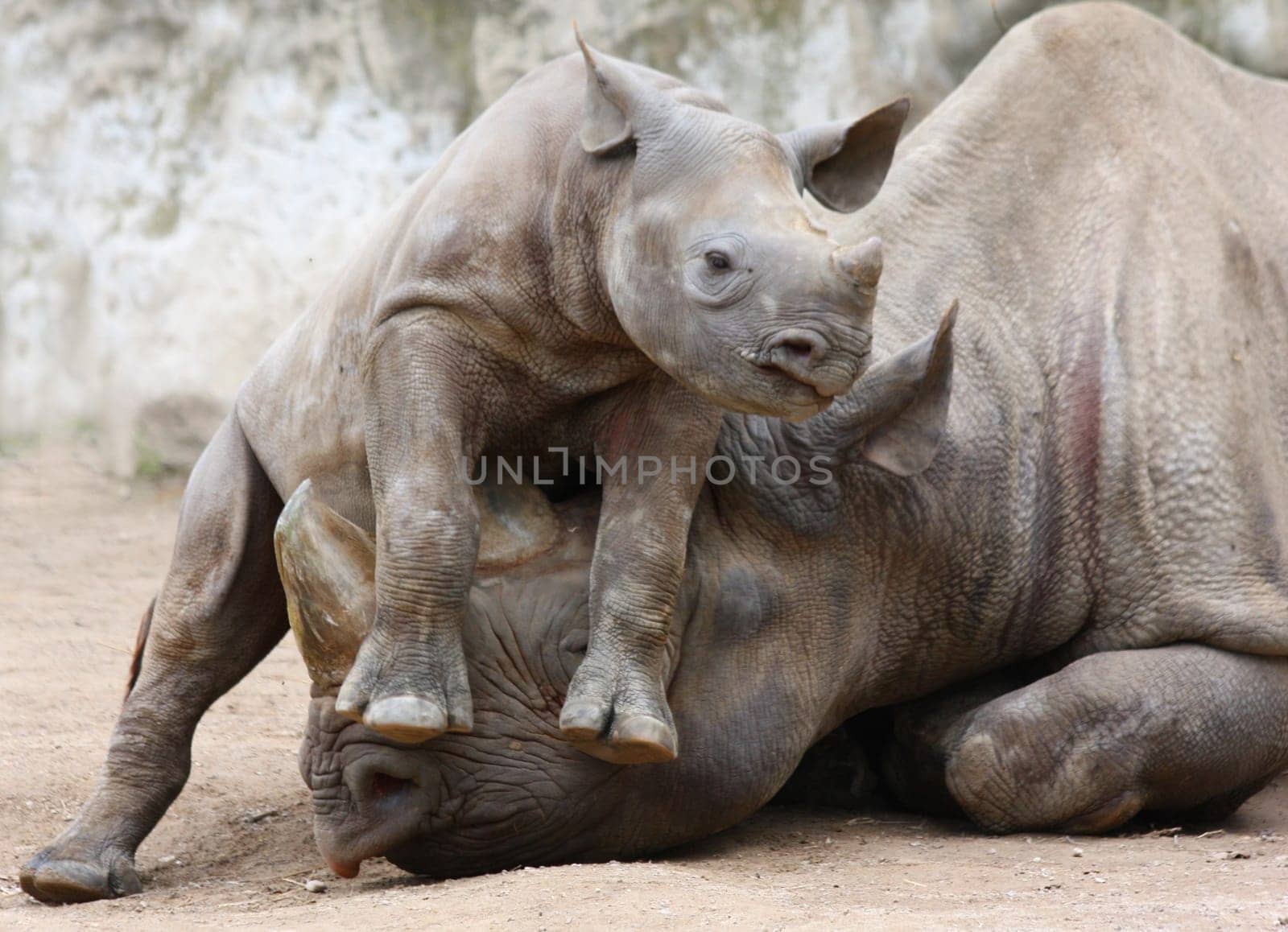 Dancing on the parents' heads