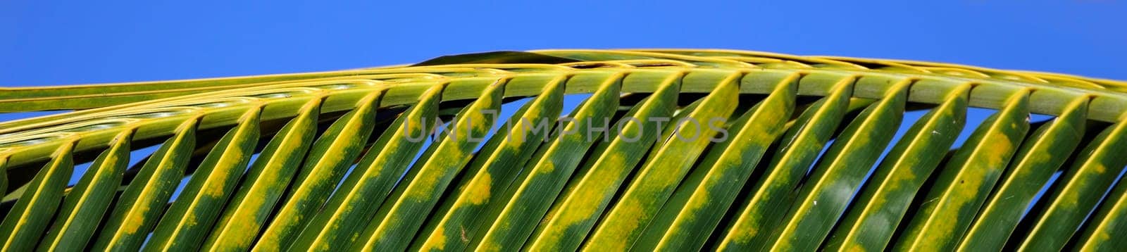 Palm Leaf