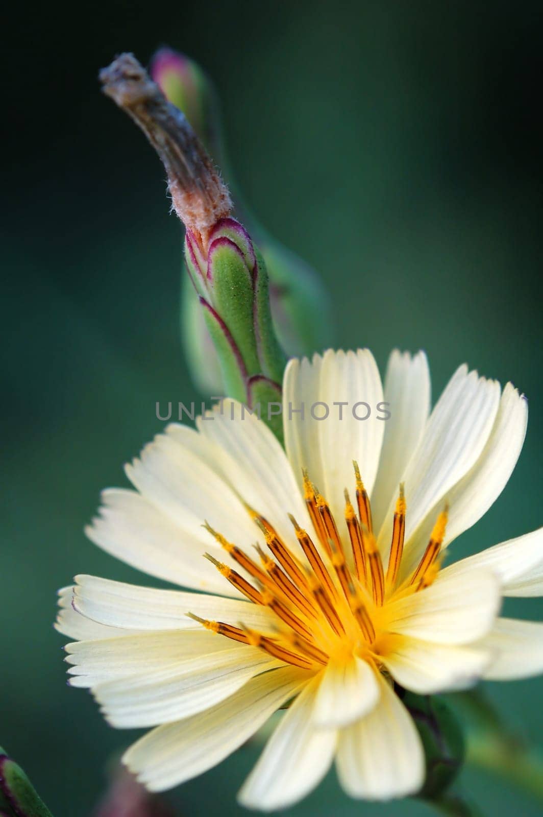 Head lettuce with blossom