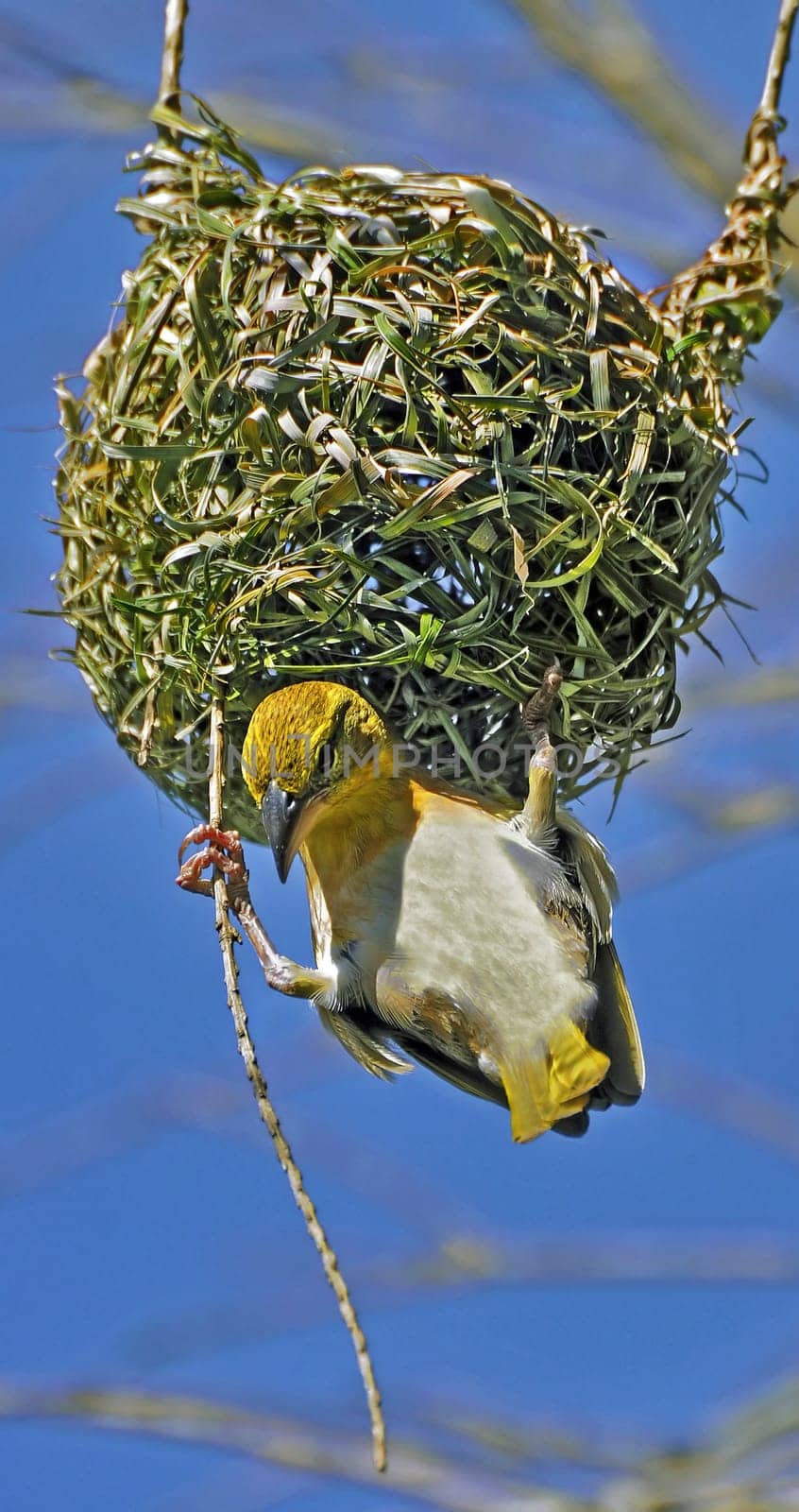 Weaver Bird II