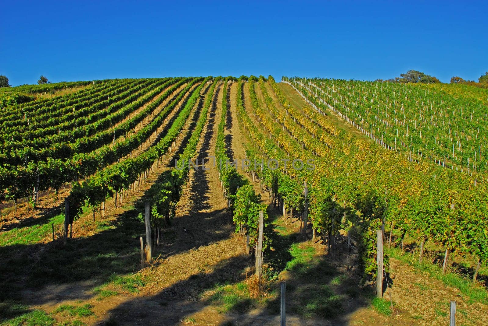 The vineyards of Vienna