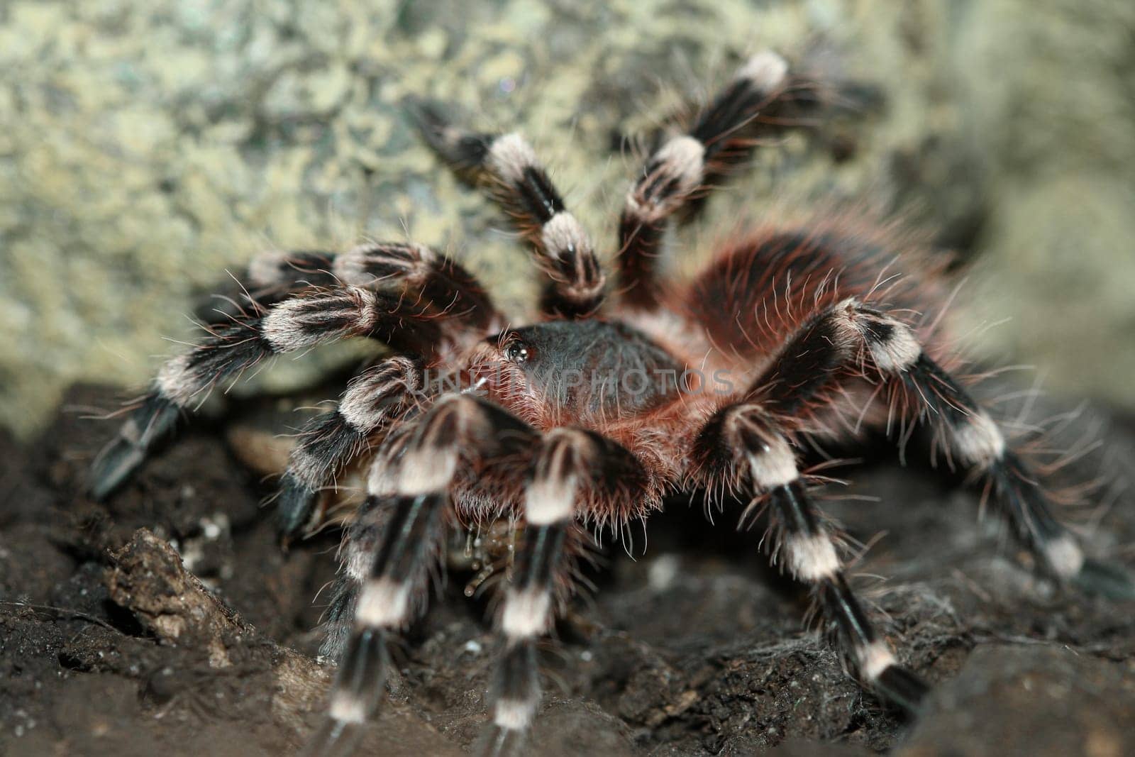 White-knee tarantula