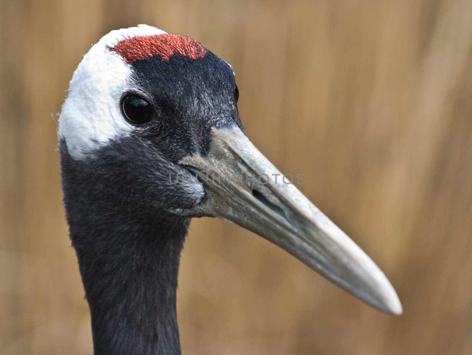 Red-crowned Crane