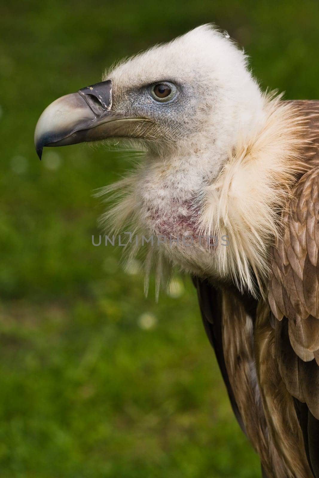 Griffon vulture in side angle view