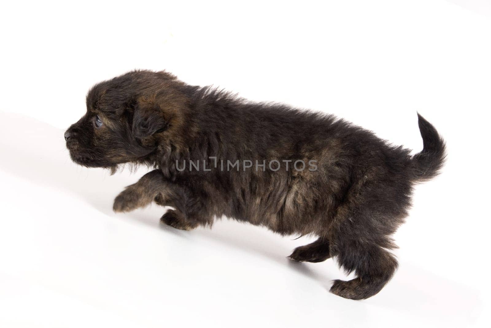 Cute puppy dog brown