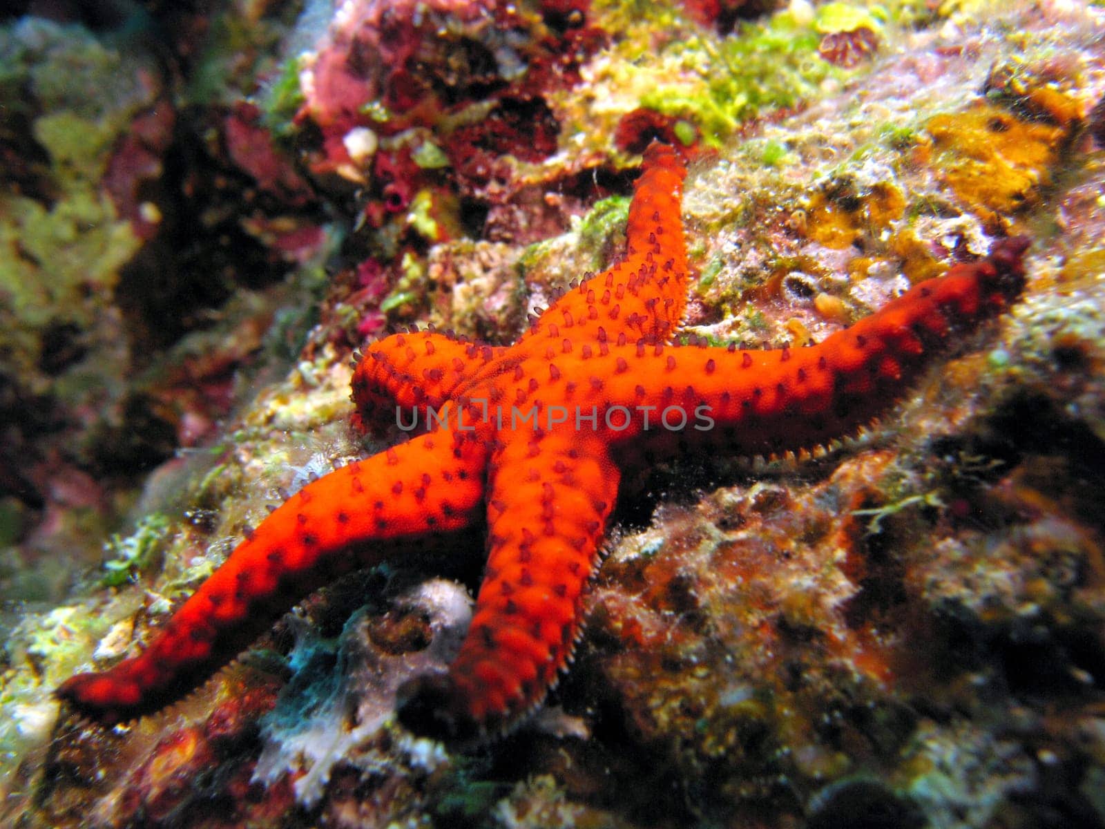 red starfish in the coral reef.