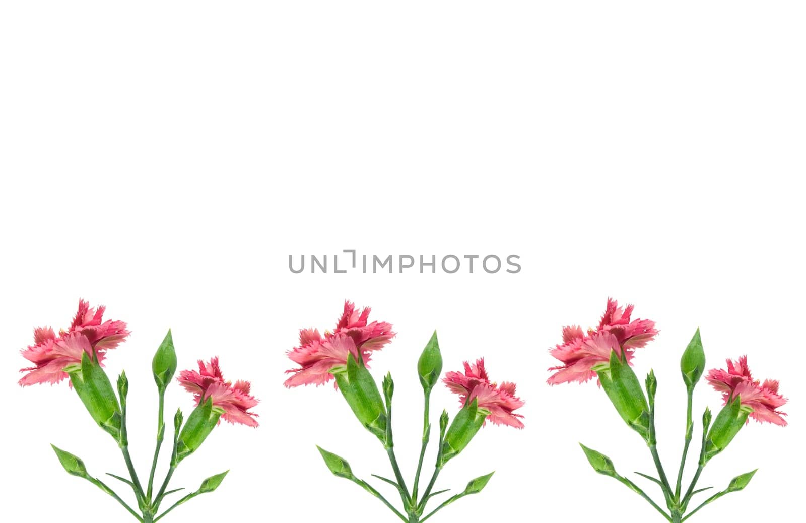 pink carnation flowers border