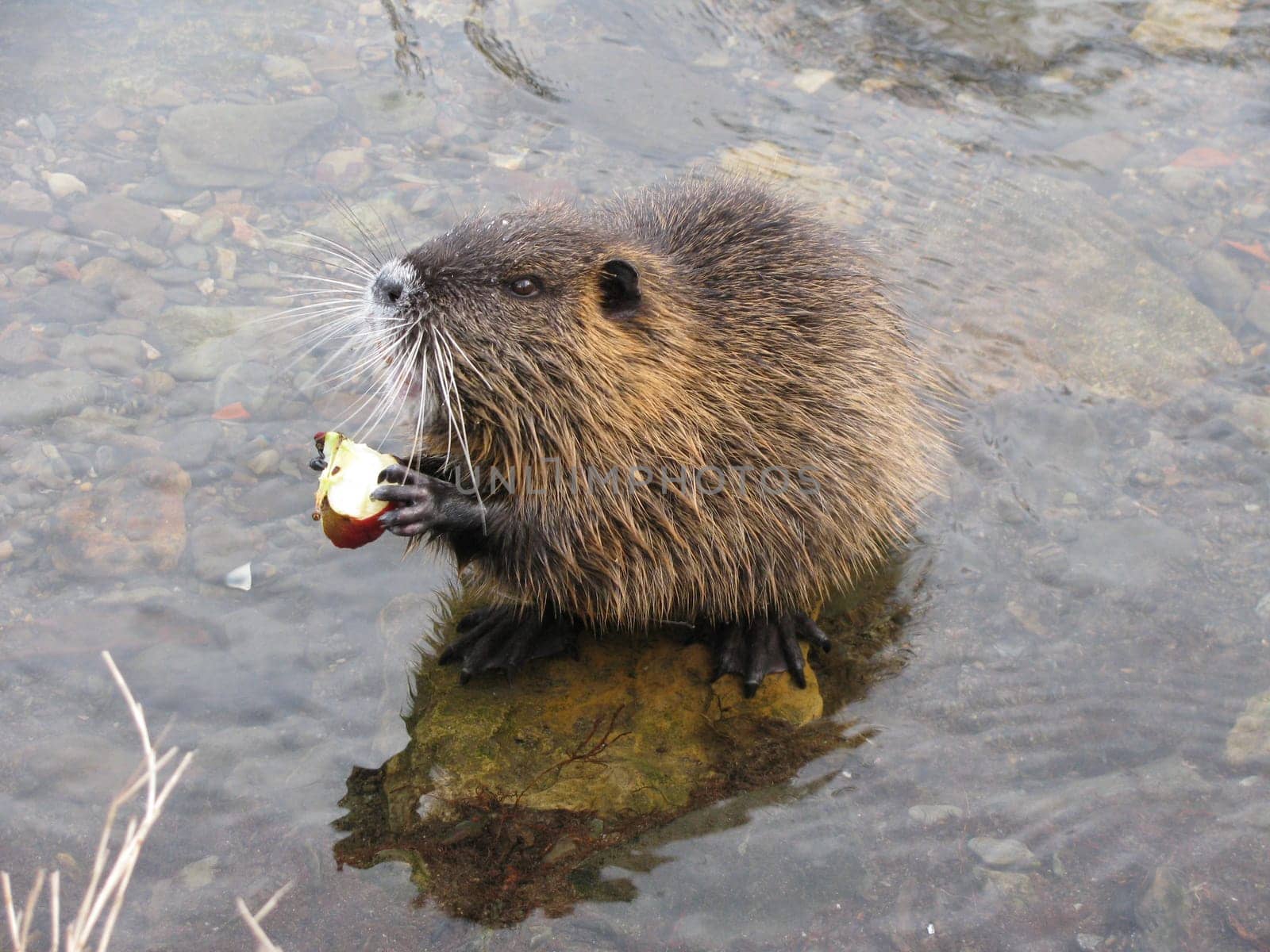 Nutria,Myocastor coypus
