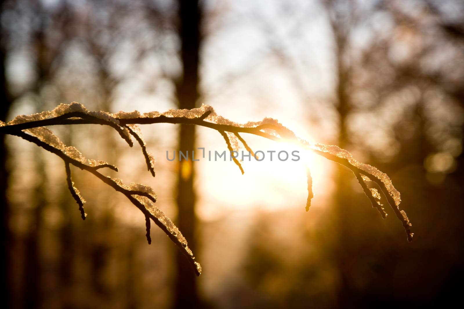 Branch with snow backlit