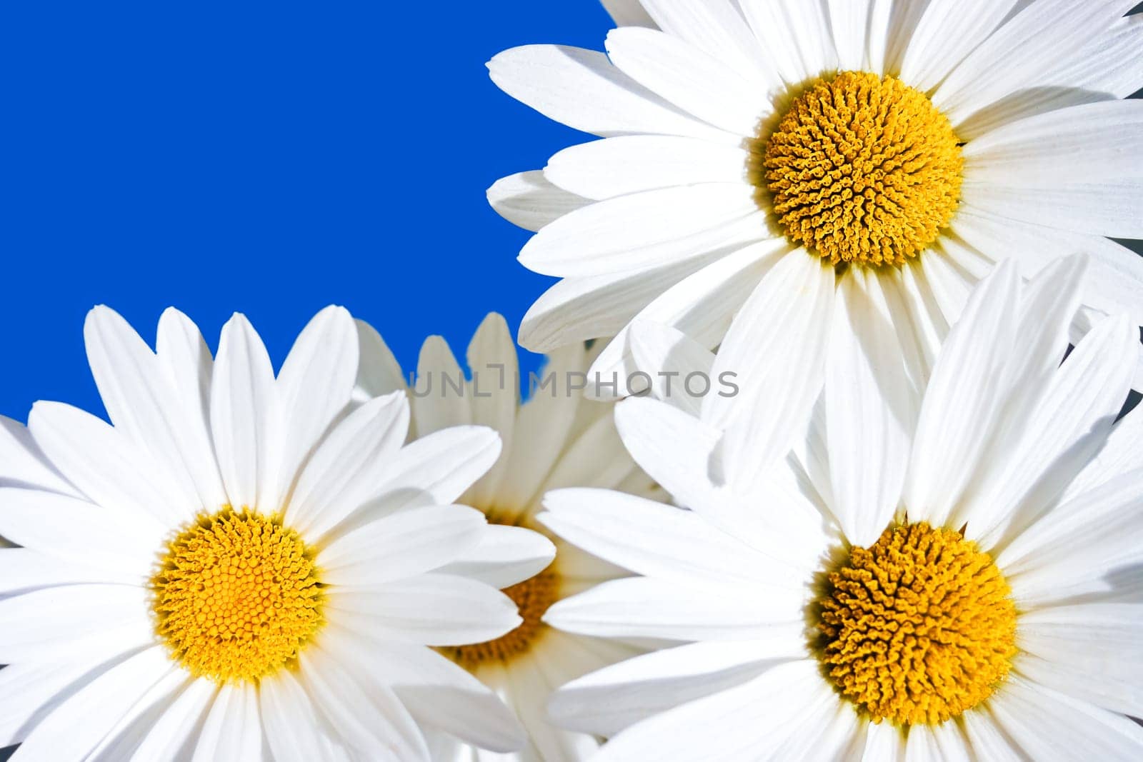 Daisies