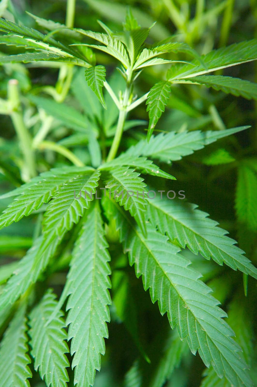 Plant of marihuana