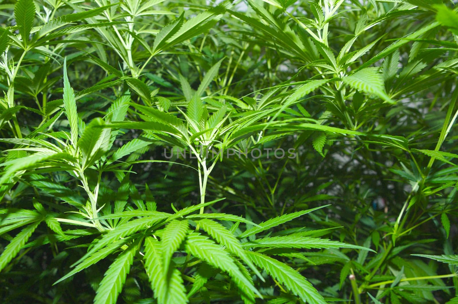 Many plants of marihuana
