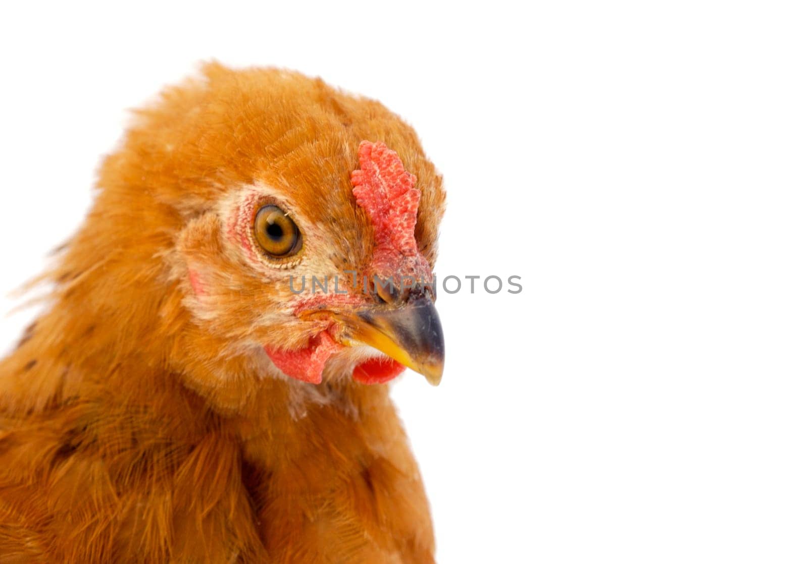 Brown hen