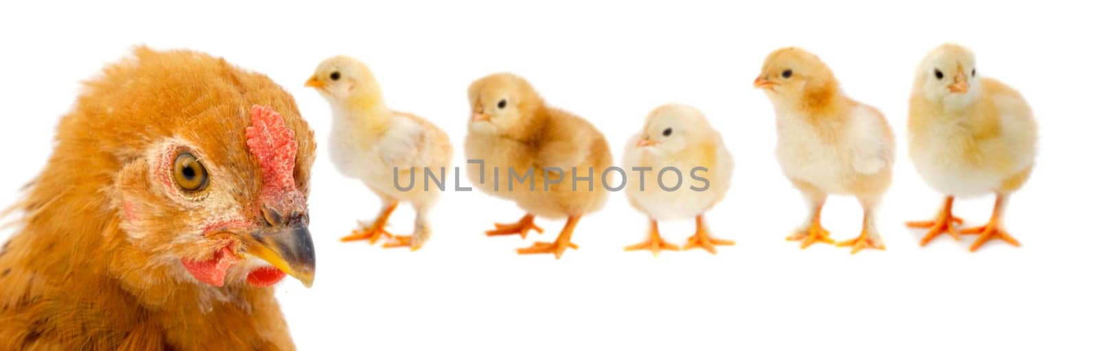 Beautiful family of chicken