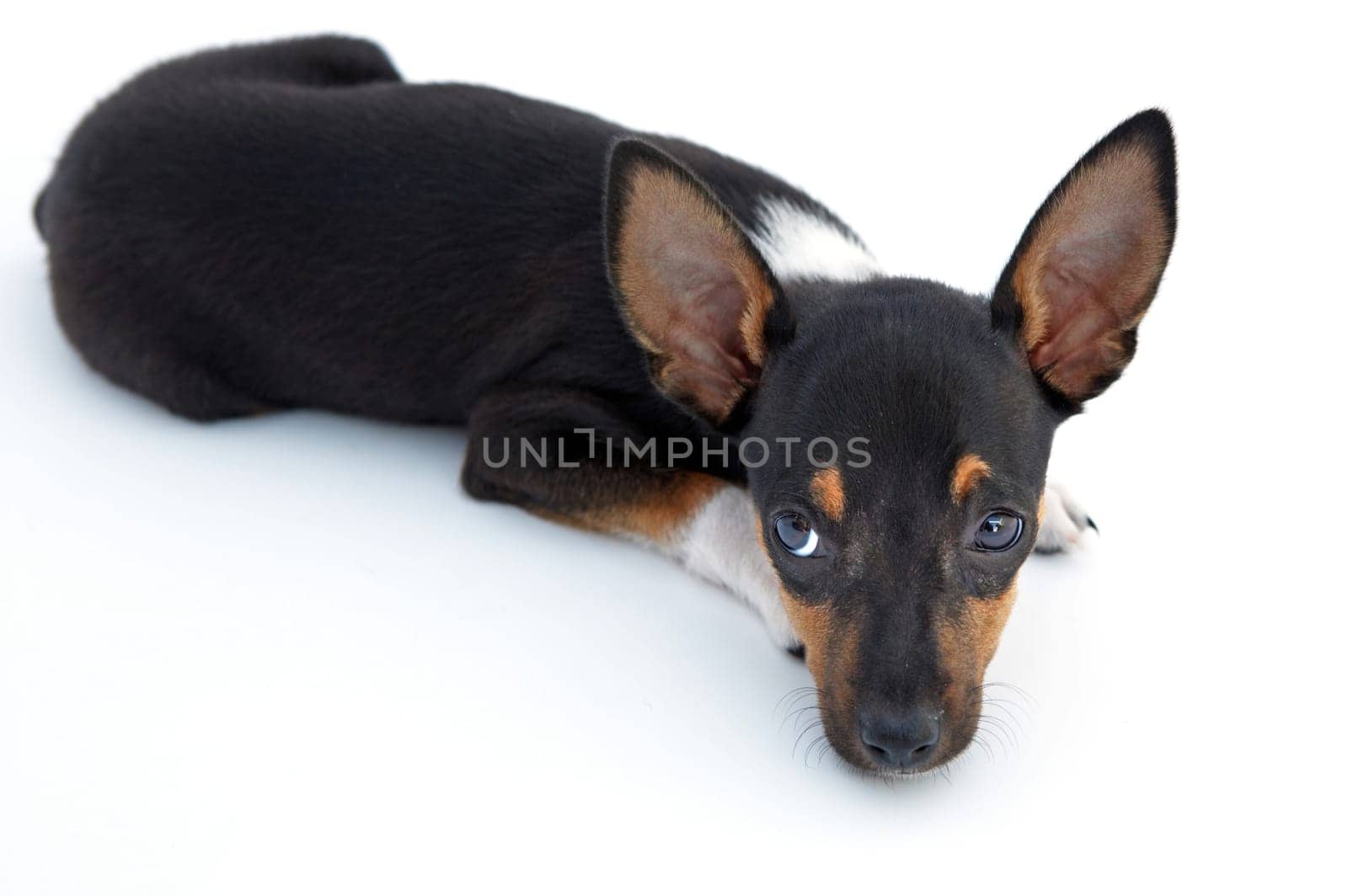 Sad small dog