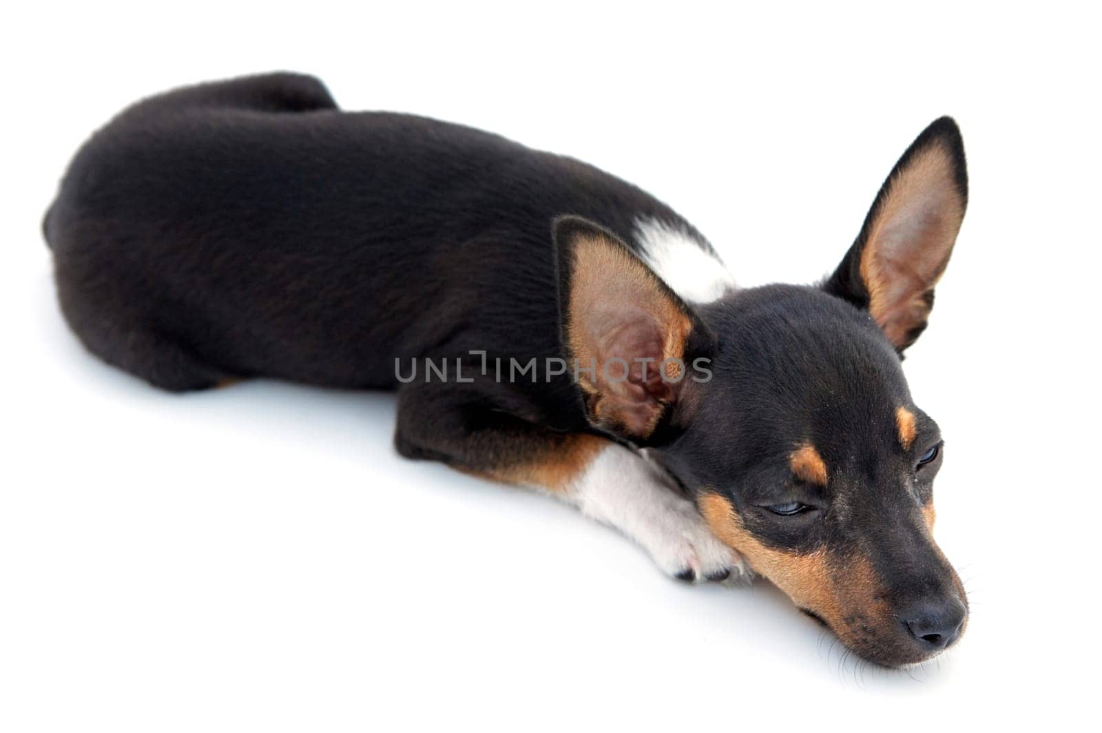Small dog sleepy