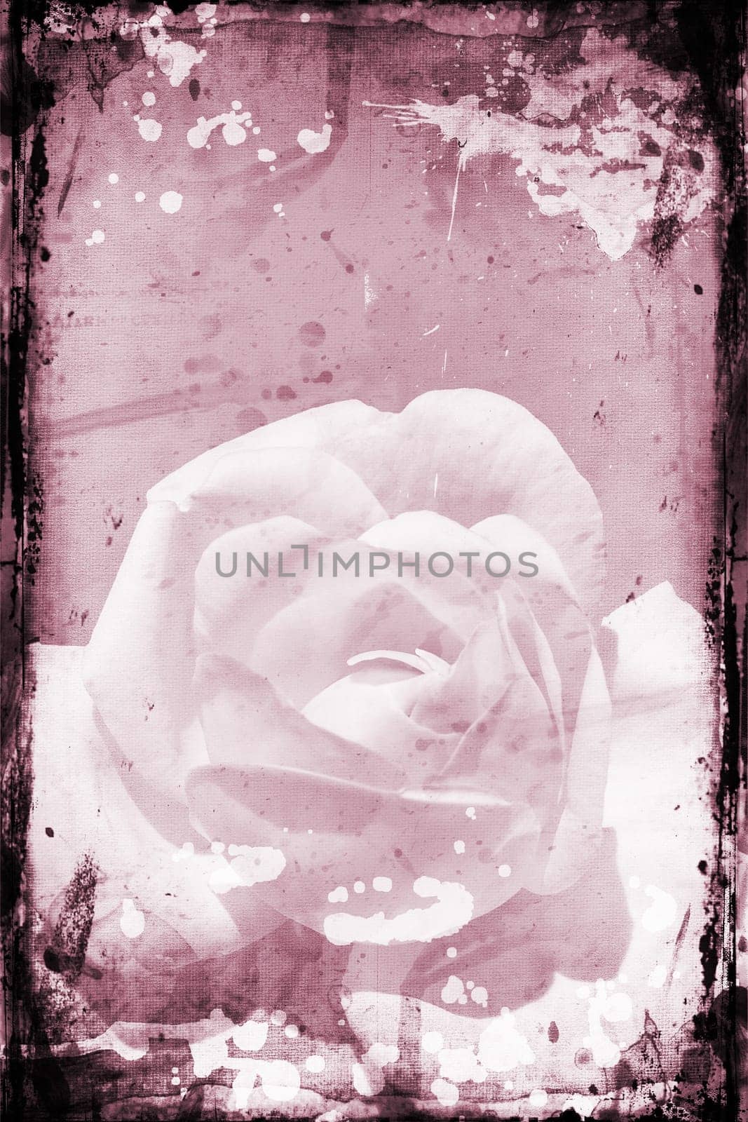Grunge rose