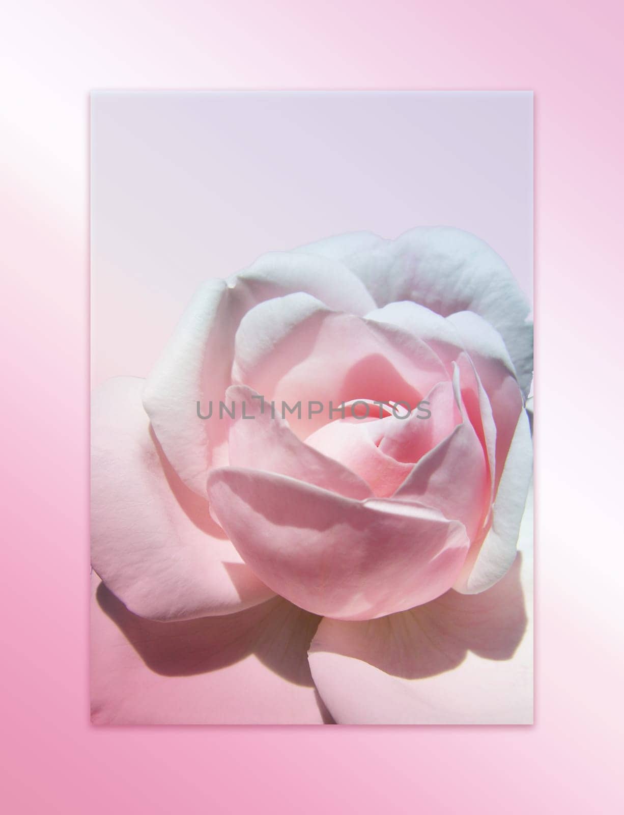 Rose background