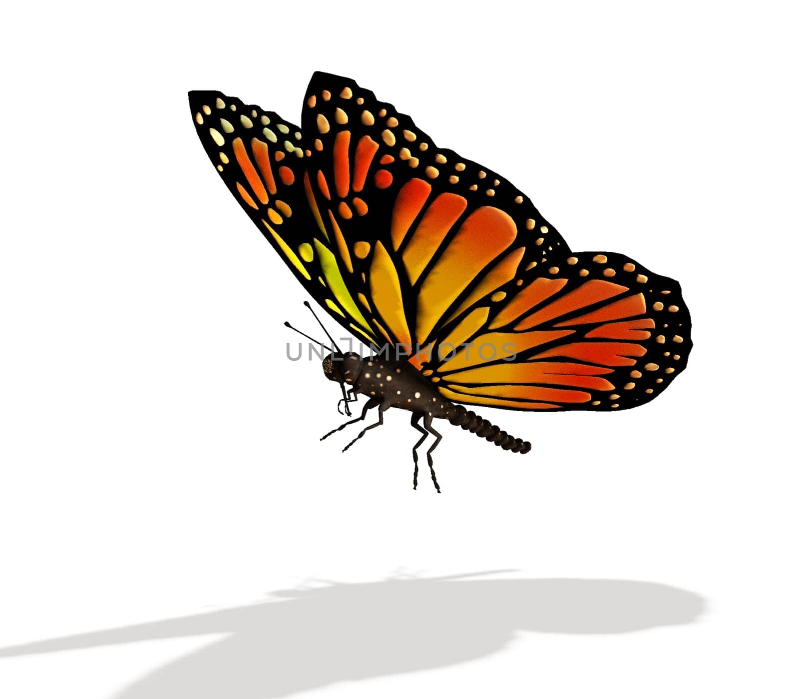 Butterfly