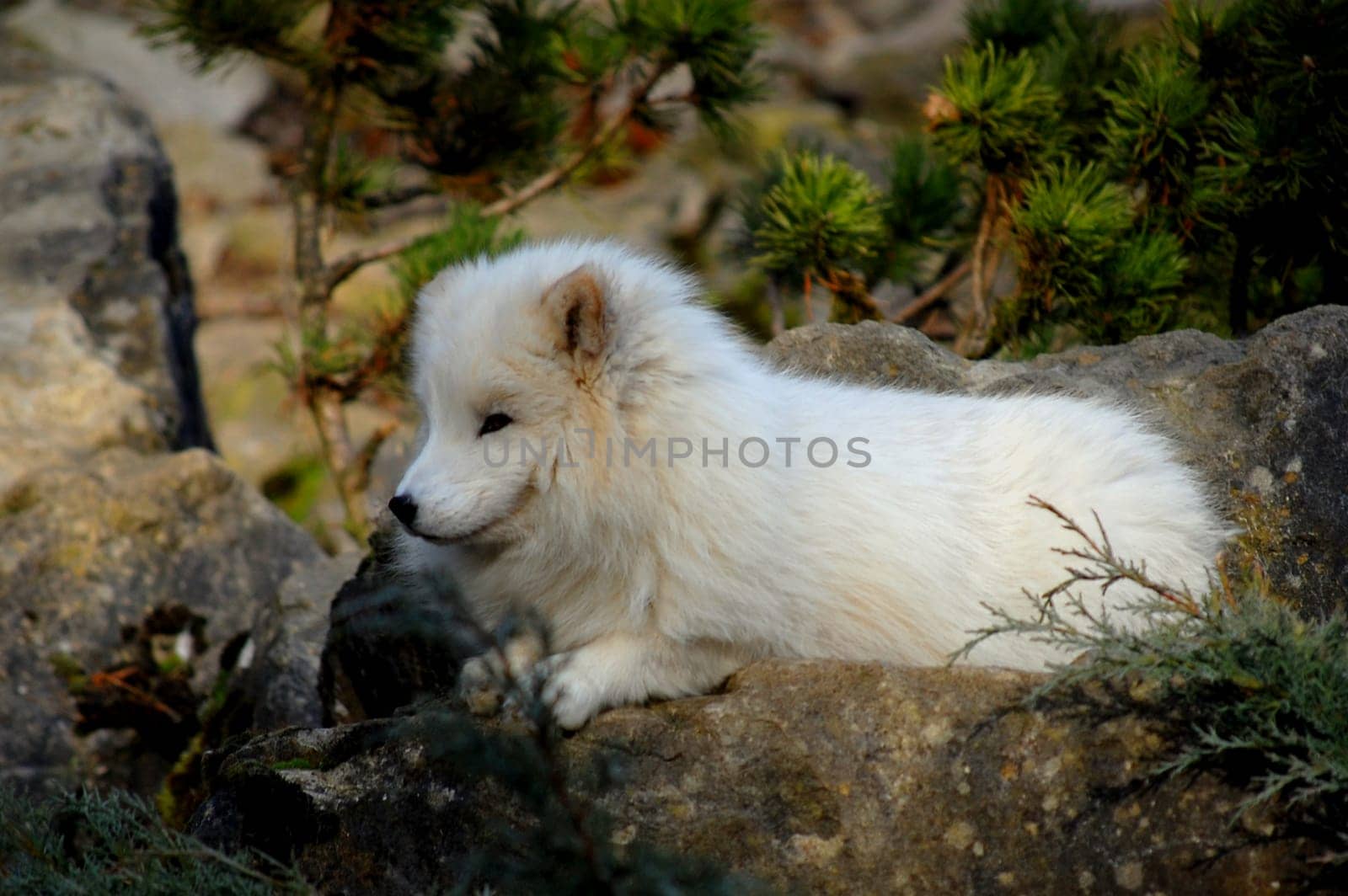 Polar fox