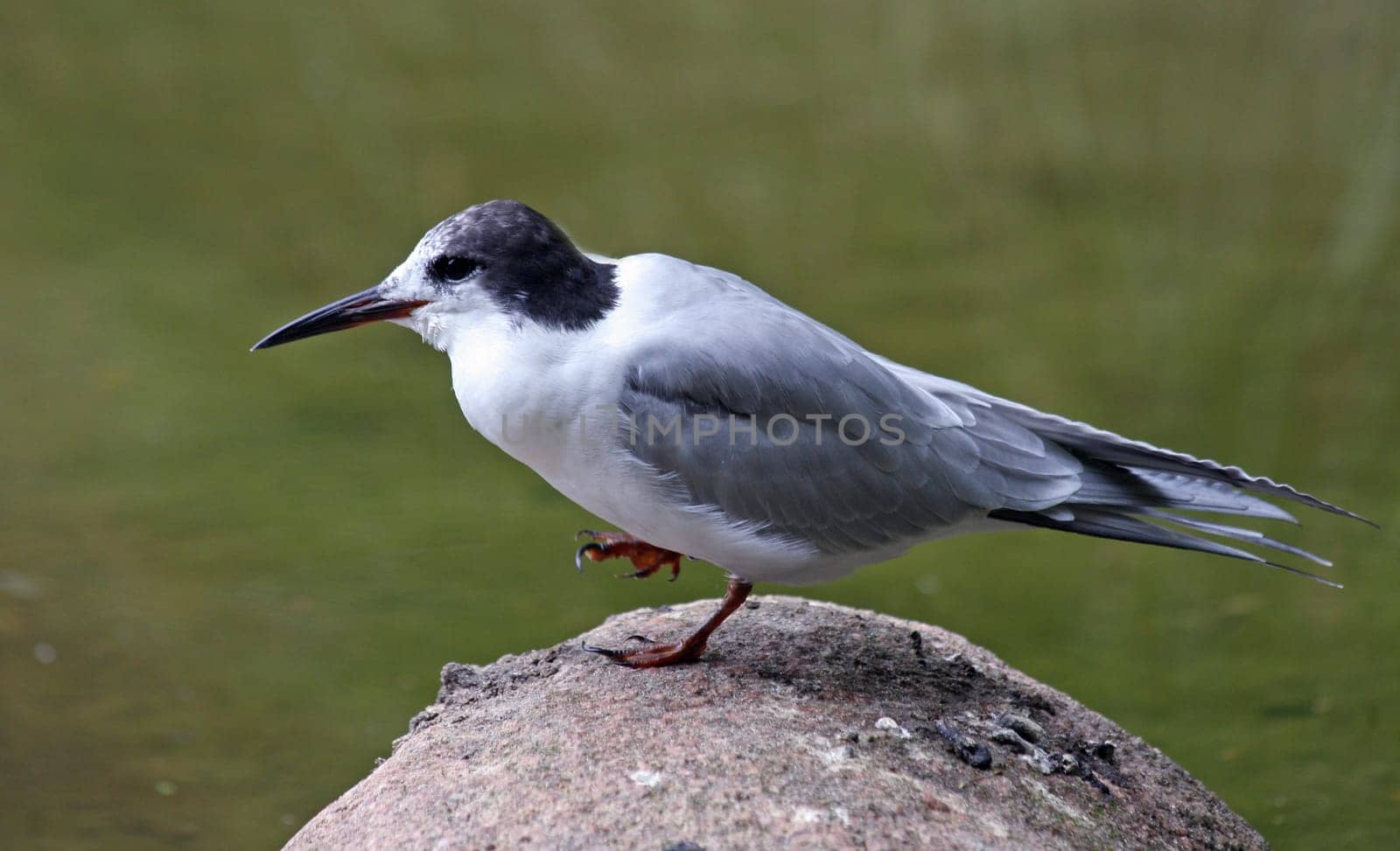 Arctic tern