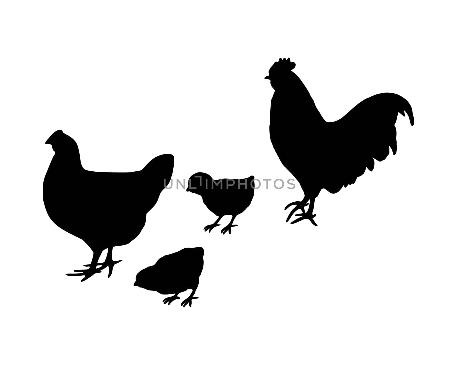 Rooster and chicken and chick