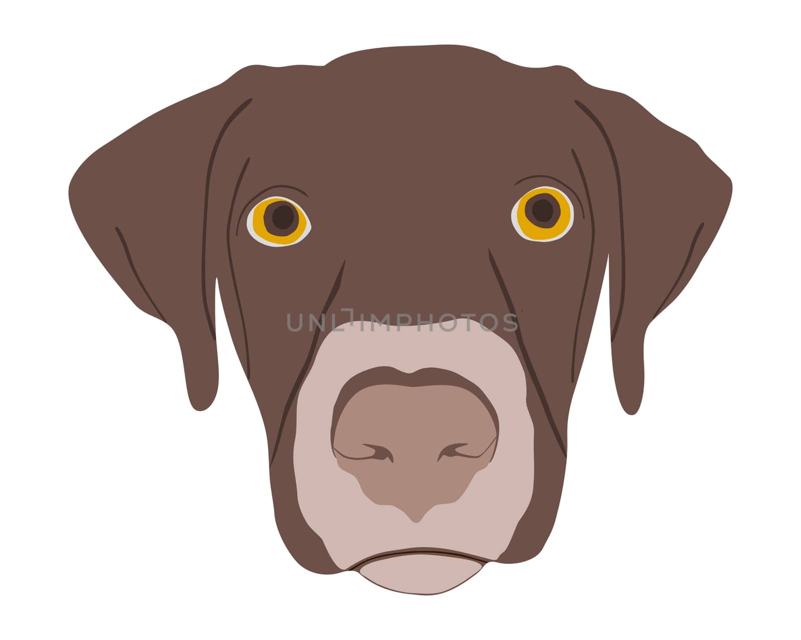 Dog's head