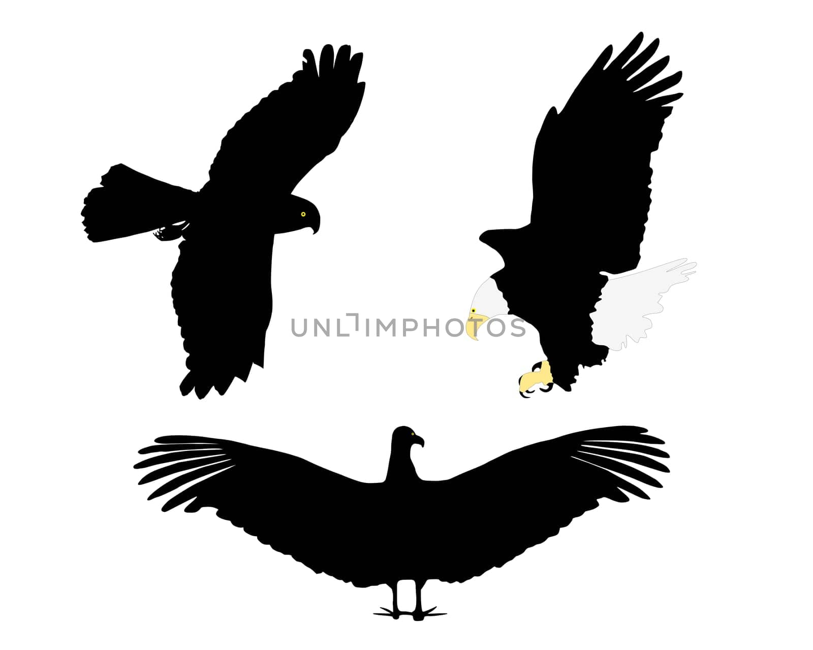 Raptors