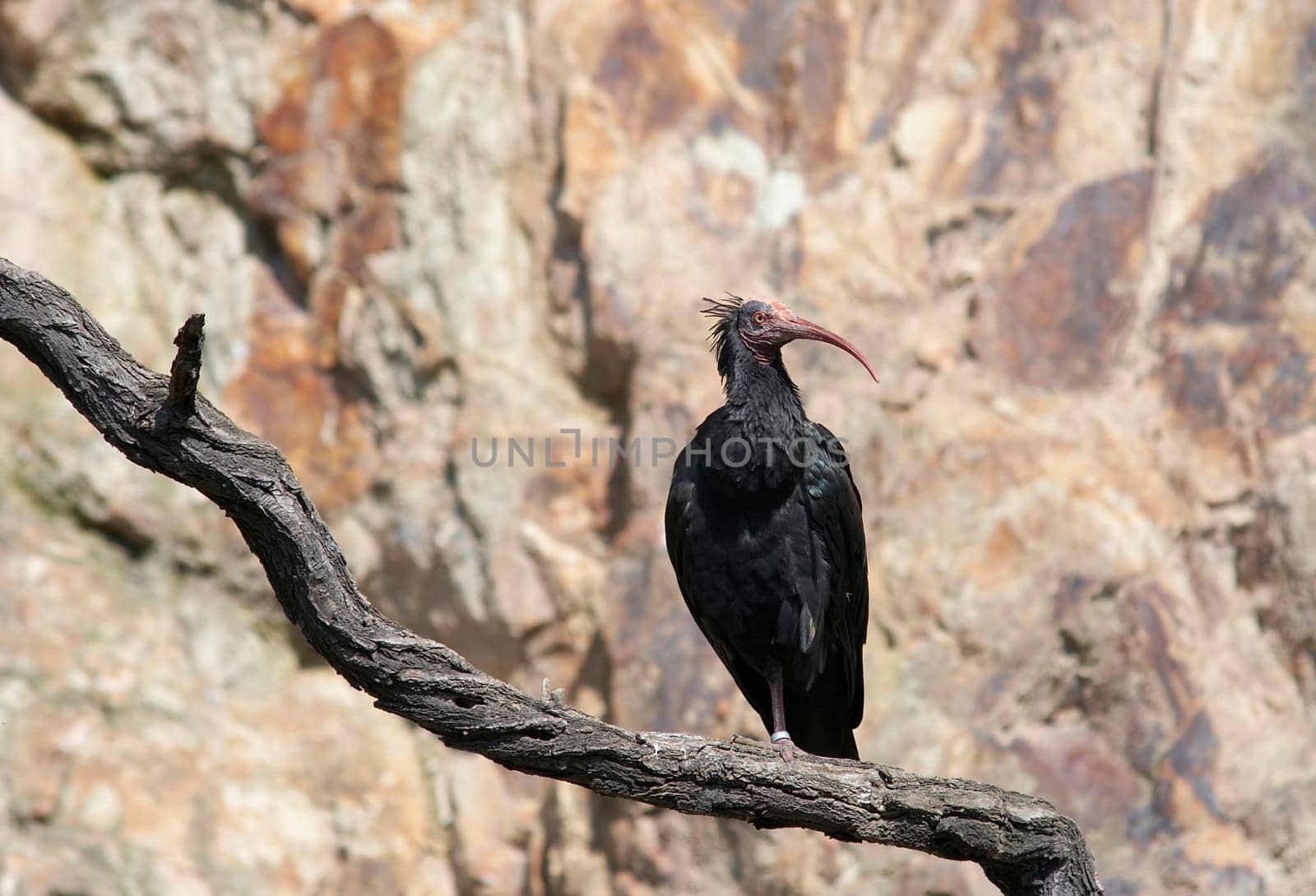 bald ibis