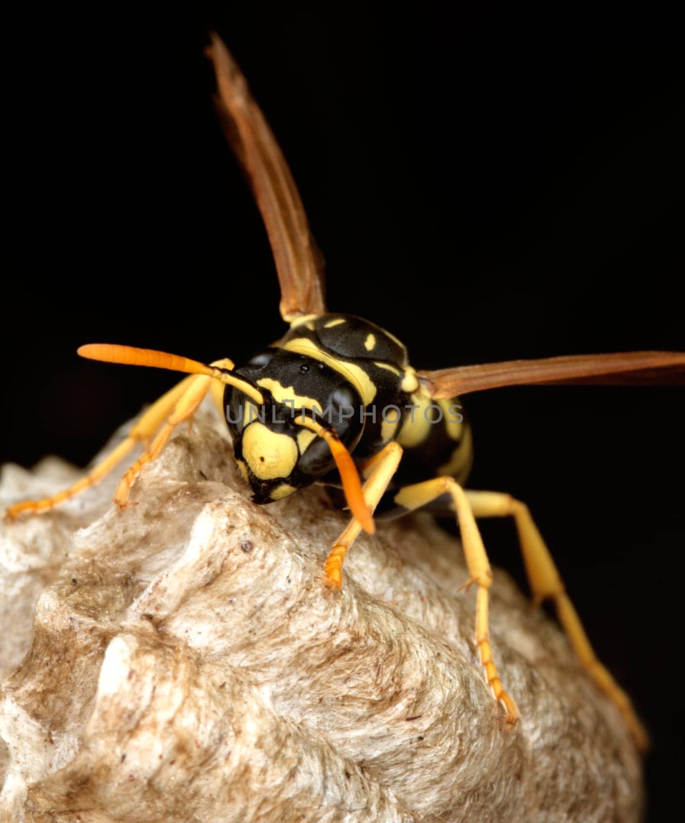 Macro of a wasp in the nest