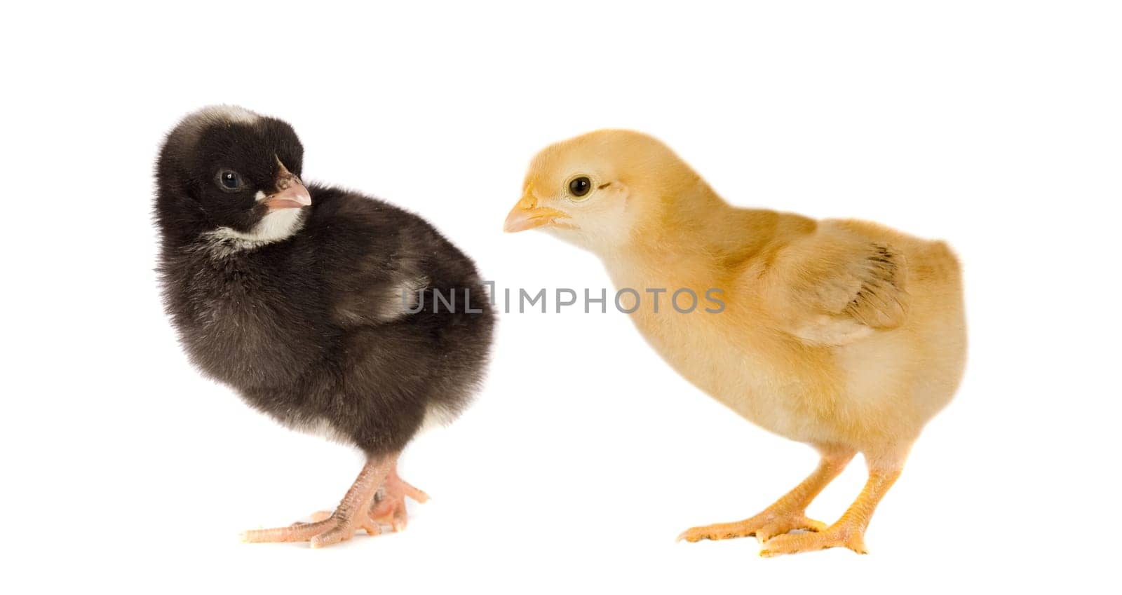Two little chickens of different colors