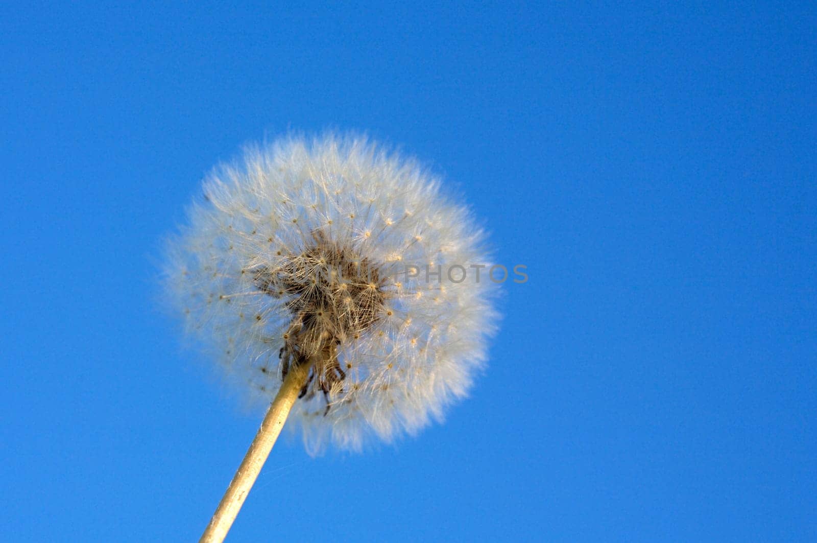 Dandelion
