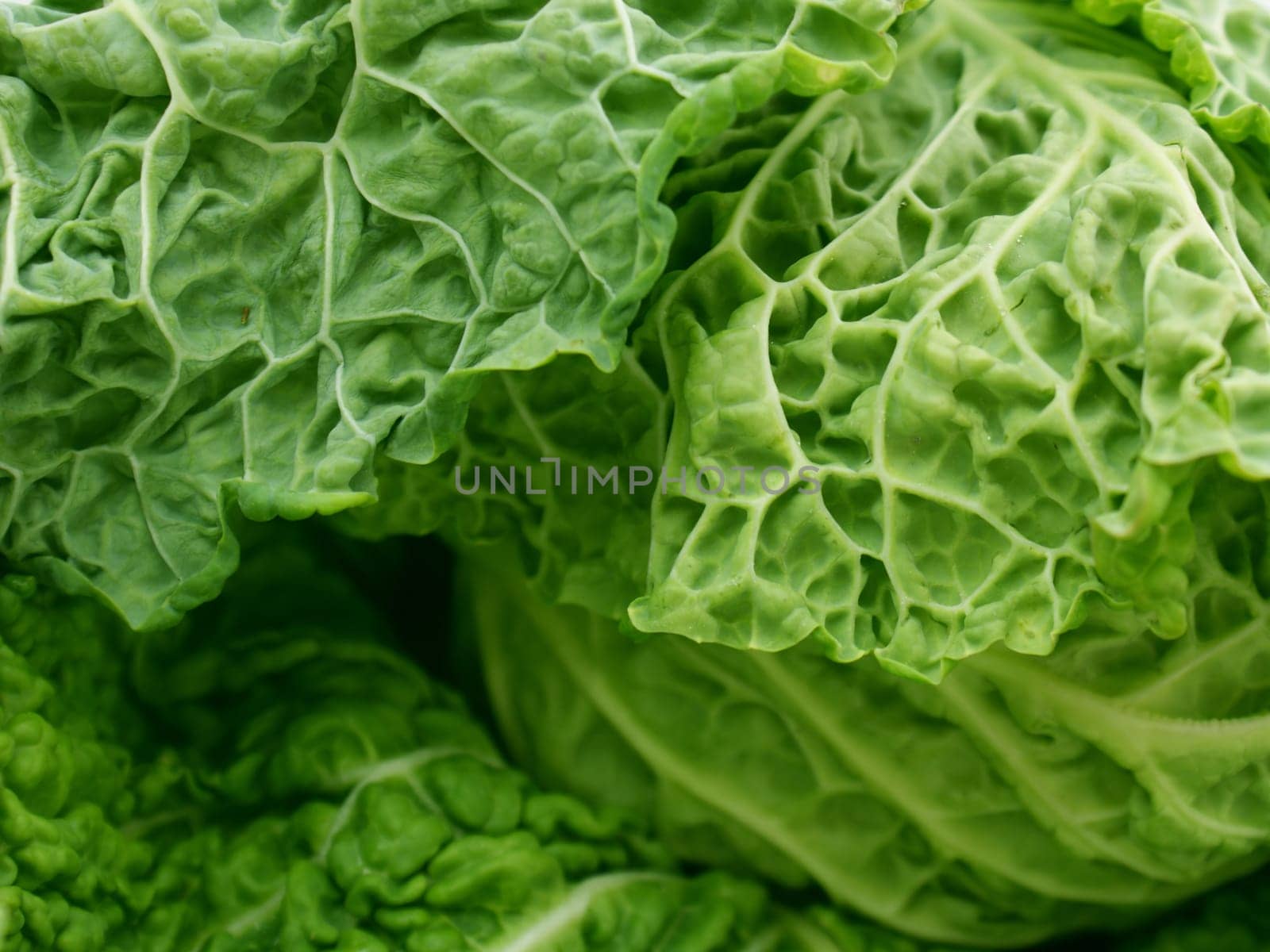 Savoy cabbage