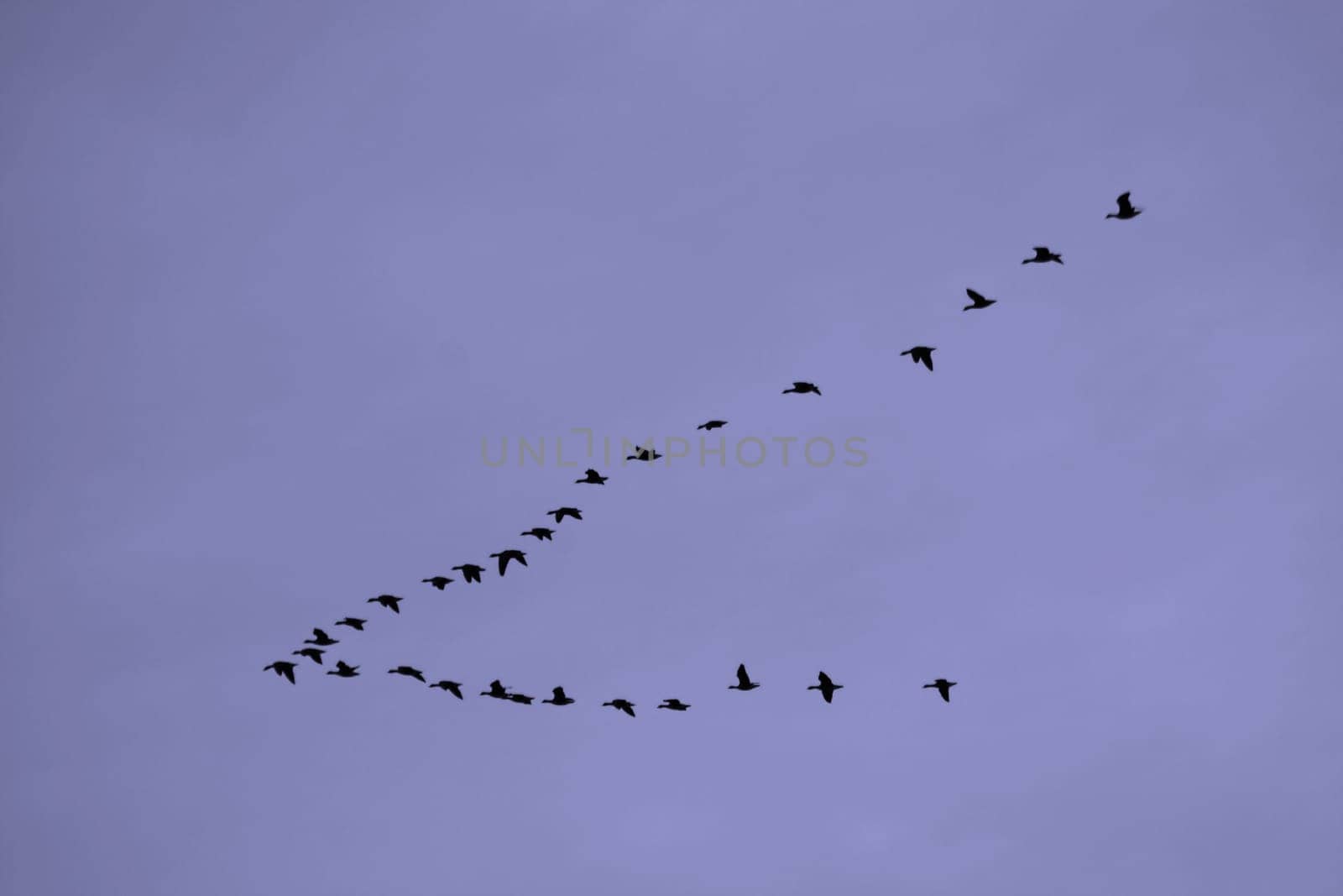 Flock of birds