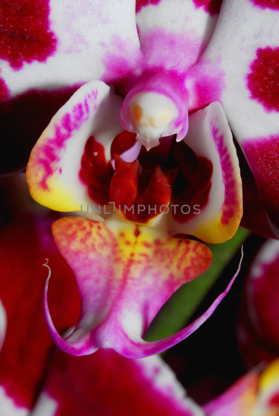 Orchid family