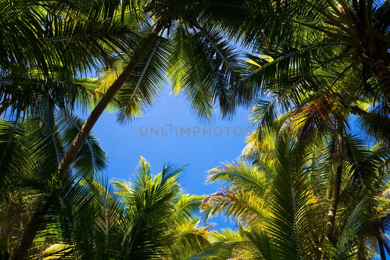 Palm Tree Background