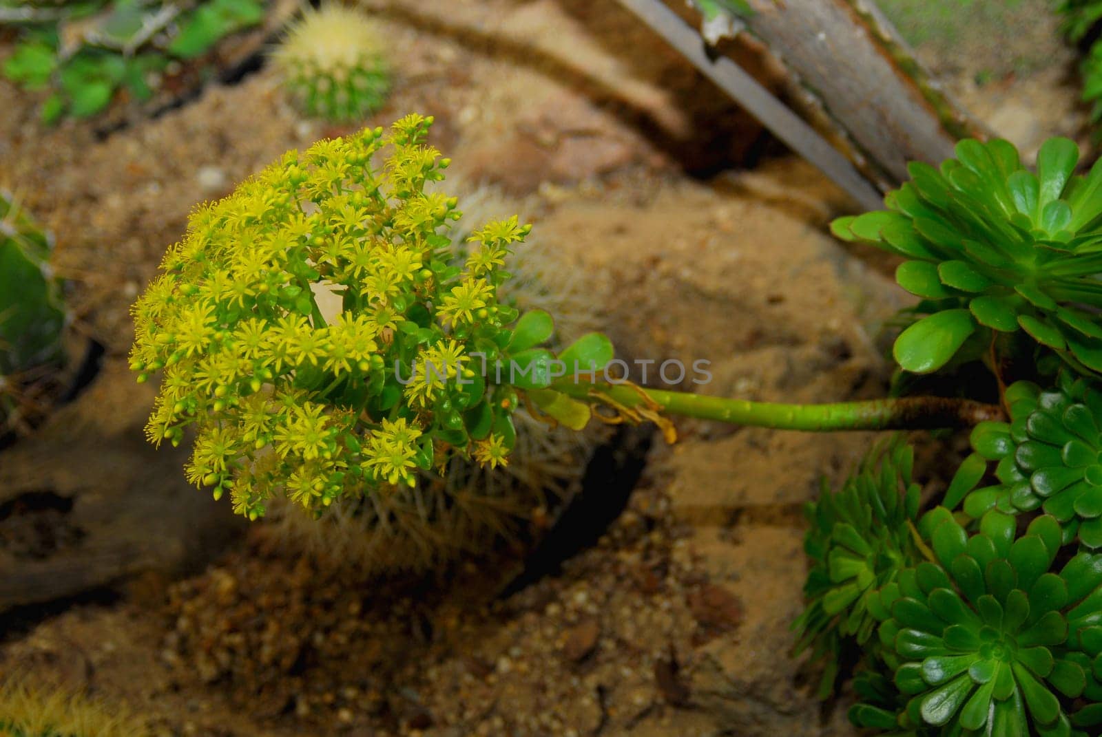 Succulent Aeonium