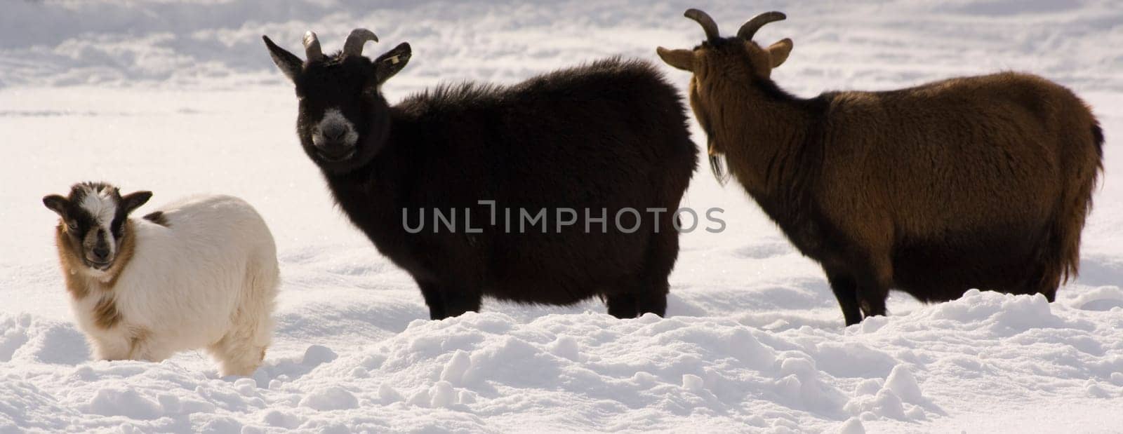 Goats