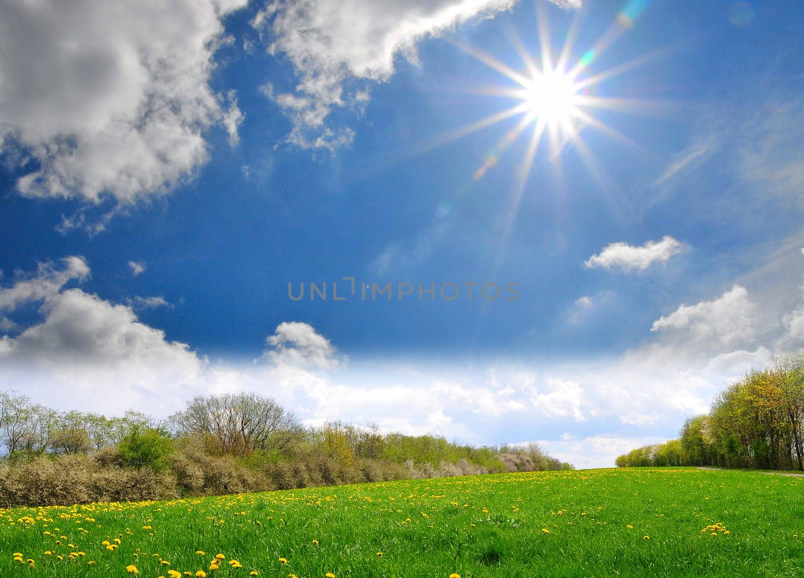 landscape,flowers,meadow,blue sky