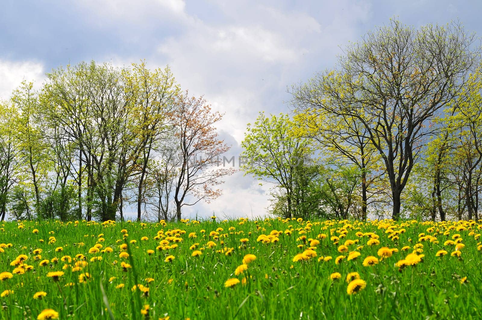 Dandelion Meadow