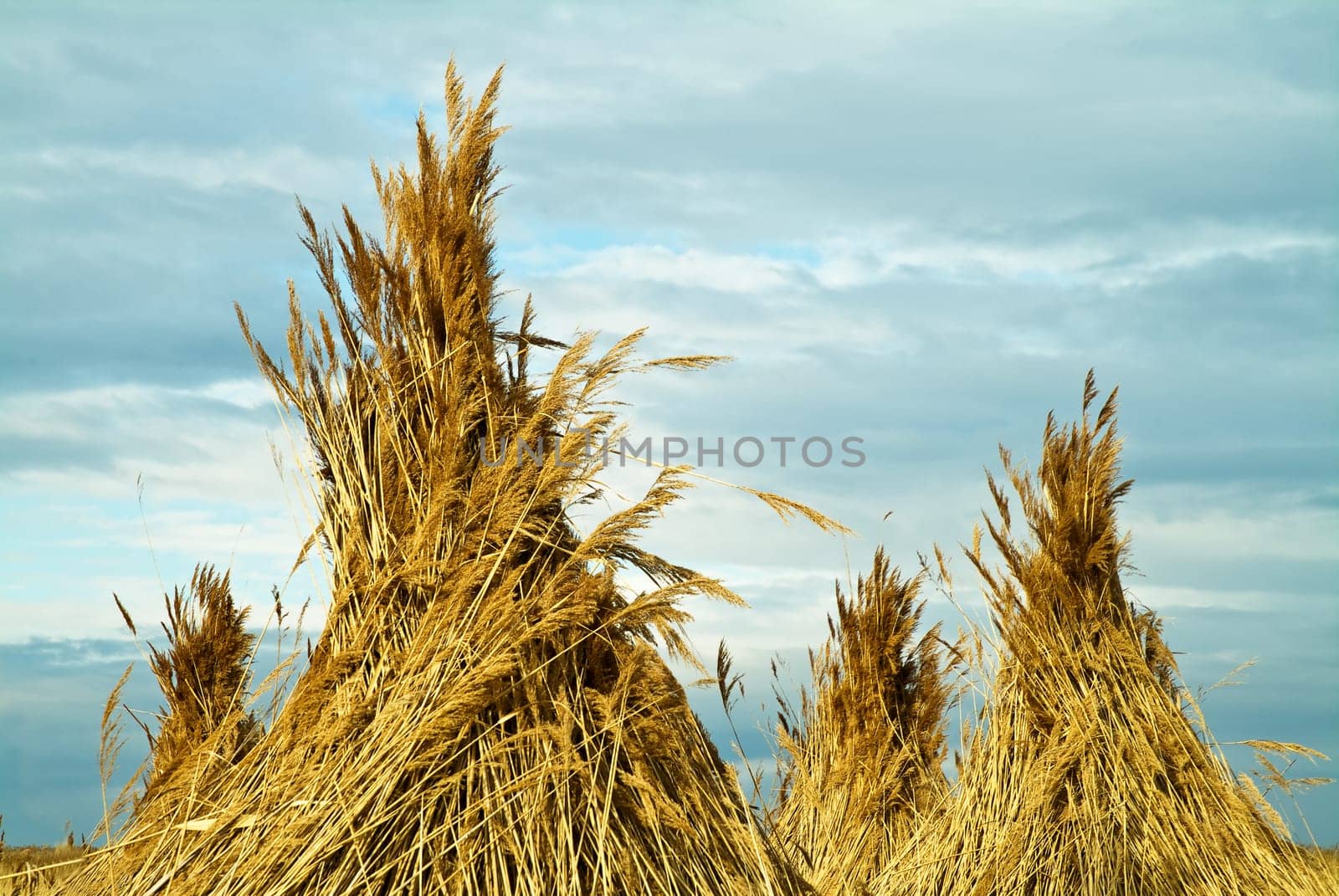 Summit of reed cones