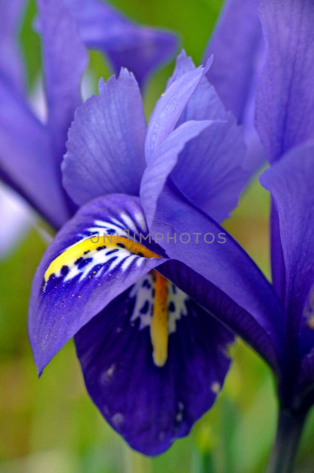 The &amp #8222 Winter iris&amp #8220 (also dwarf iris or reticulated iris) came to us from the Caucasus region as a spring and garden flower and is now common in many gardens and parks.
