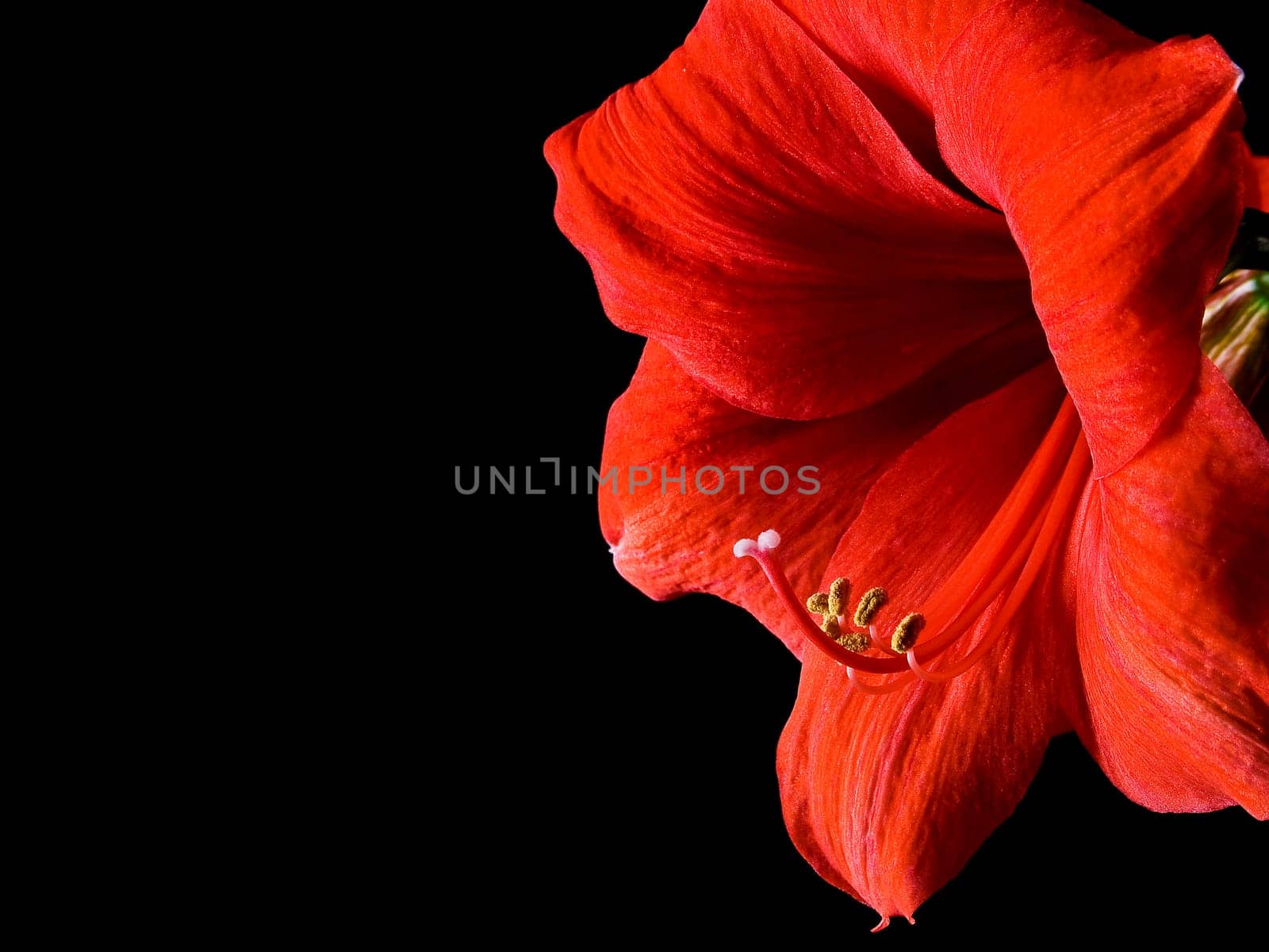 Amaryllis