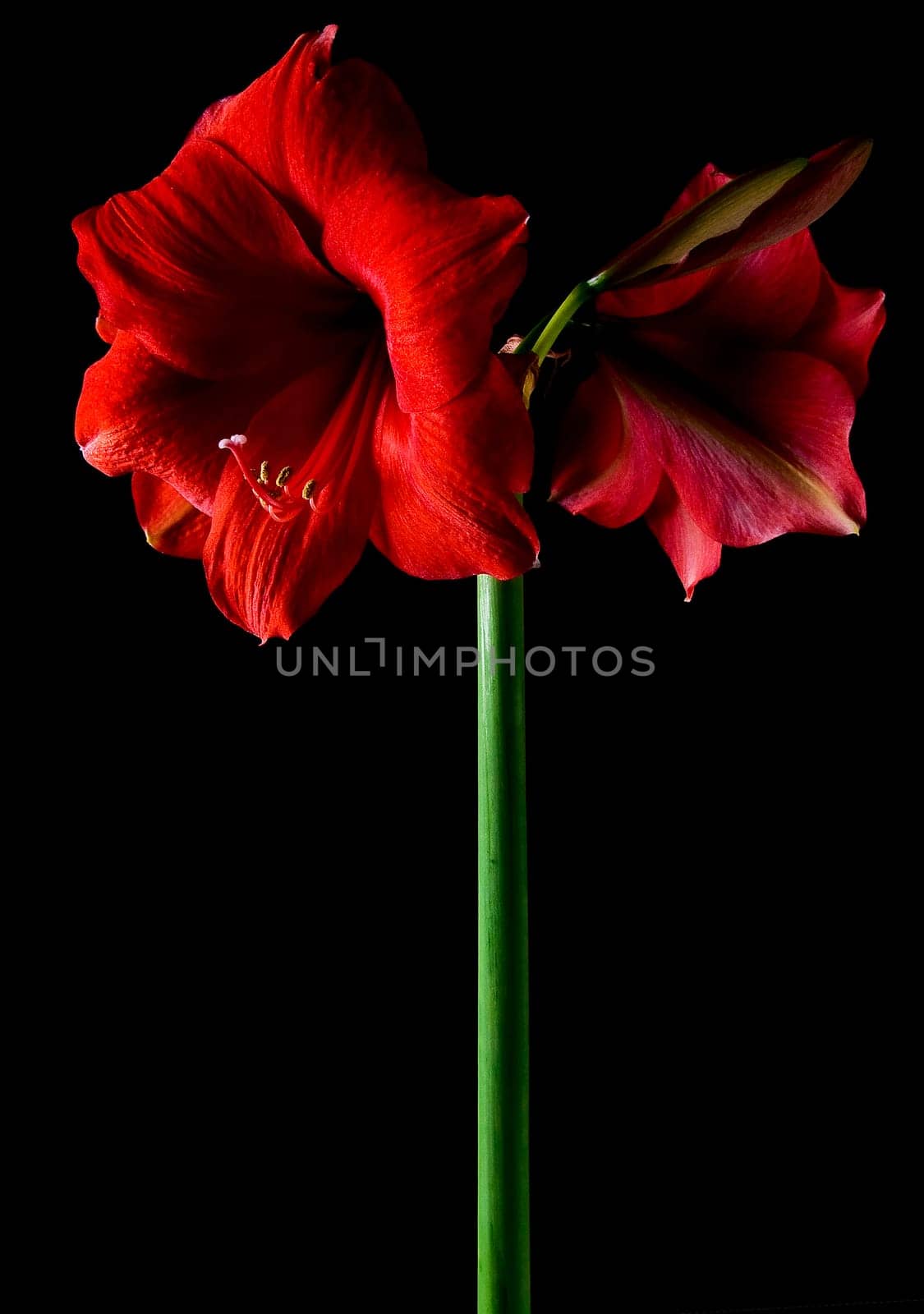 Amaryllis