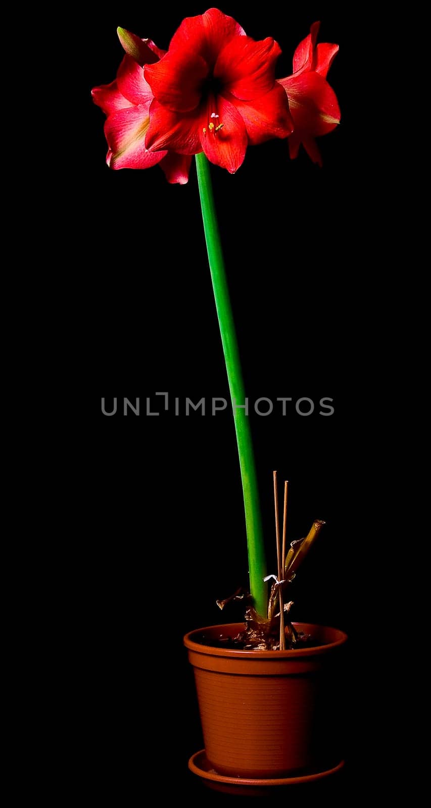 Amaryllis