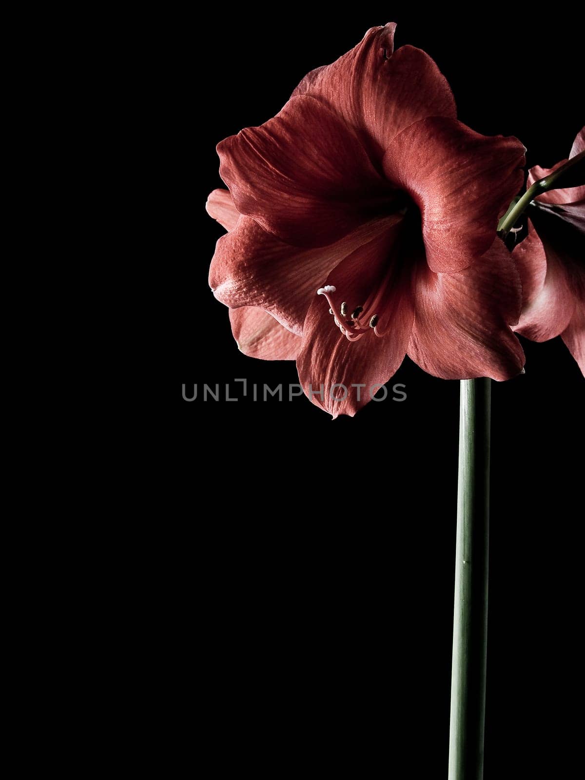 Amaryllis