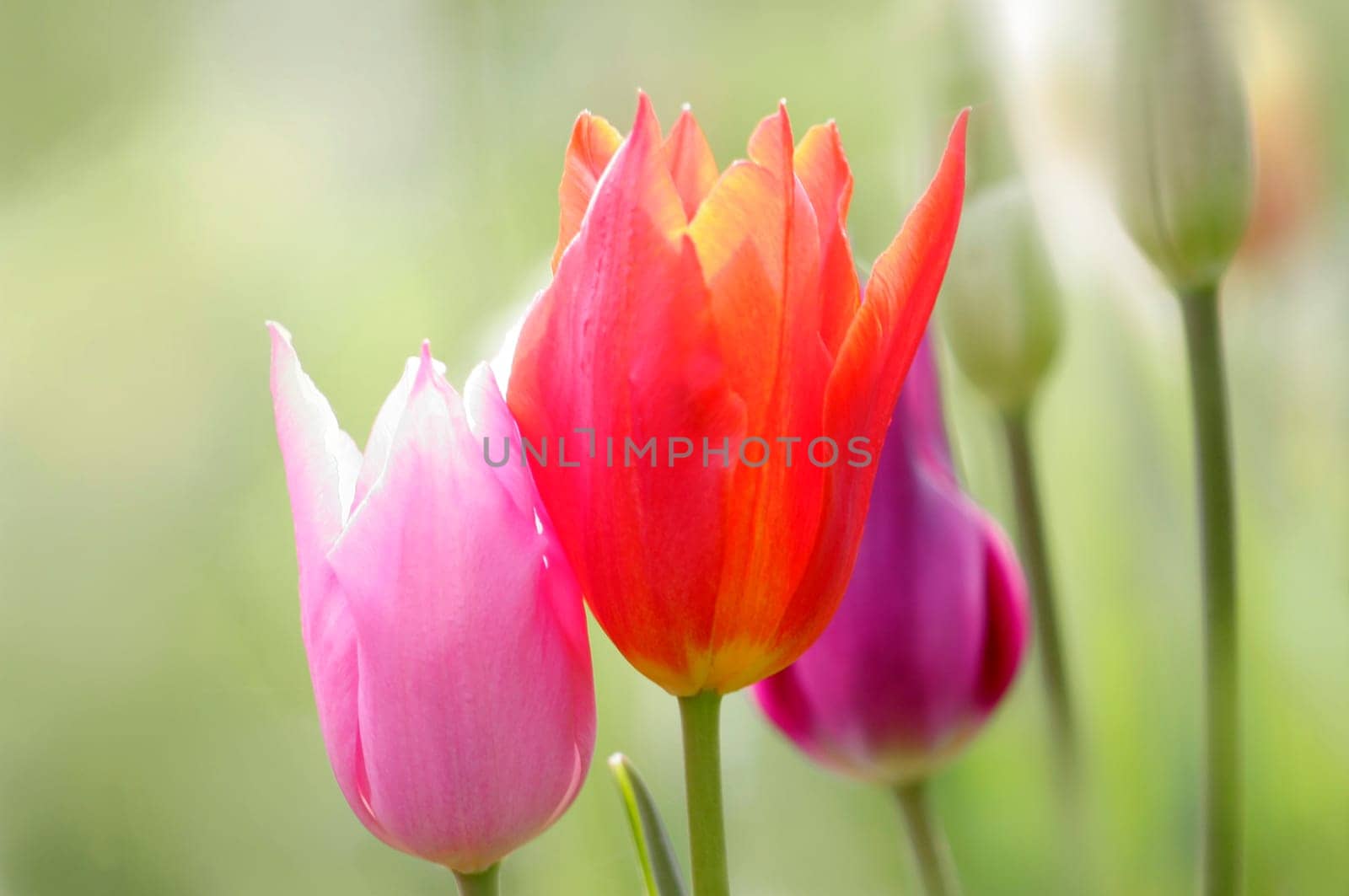Tulips