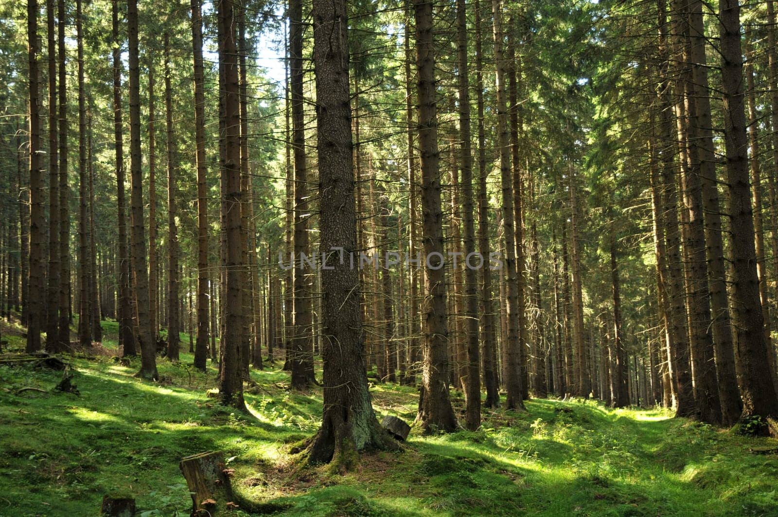Light in the forest...