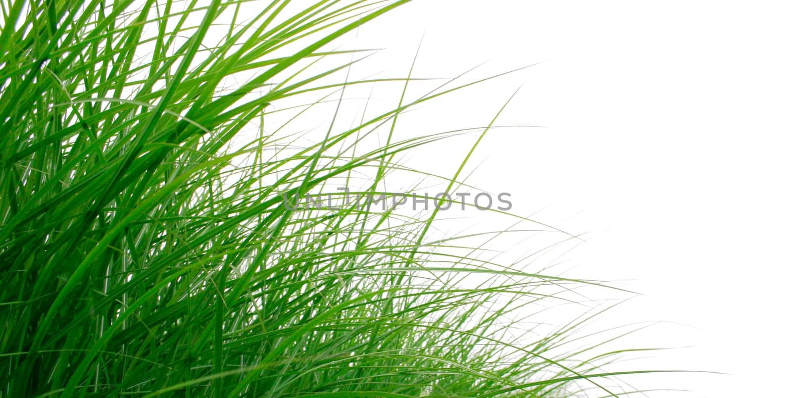 blades of grass