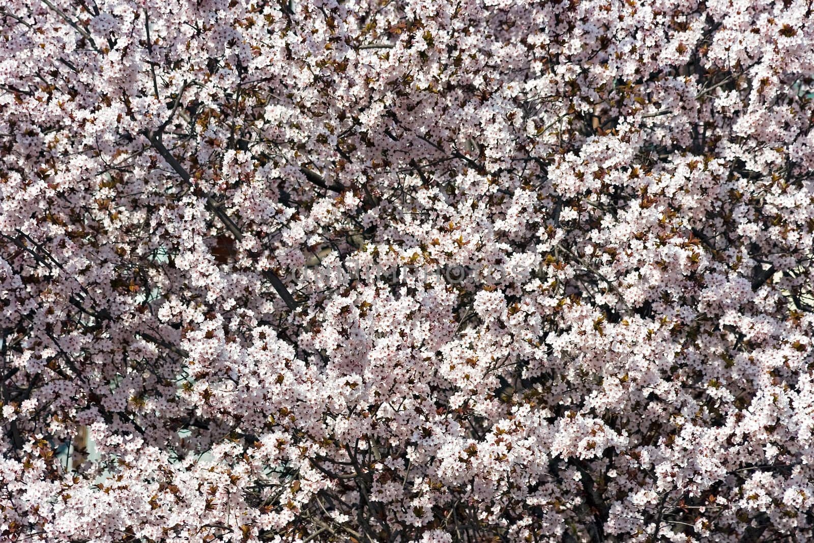 Cherry Blossoms